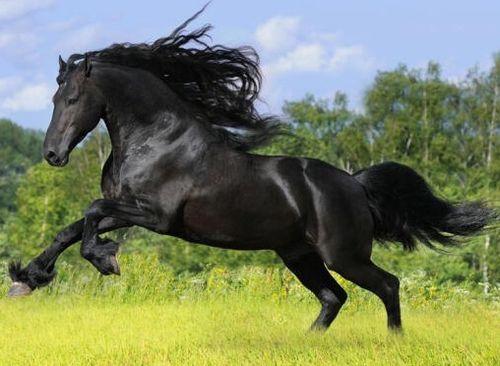 马吃瓜视频大全,趣味横生的动物食趣集锦