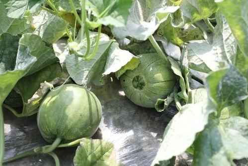 吃瓜中的瓜,揭秘吃瓜群众的趣味世界