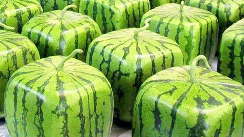 日本瓜如何吃,解锁夏日清新美味