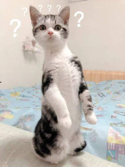 叠猫猫吃瓜,趣味横生的猫咪日常