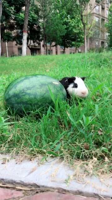 梦见偷了个瓜吃,偷瓜食果的奇幻之旅