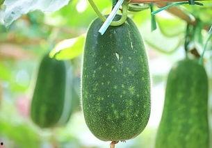 吃瓜能吃种子吗图片,揭秘瓜籽的食用奥秘