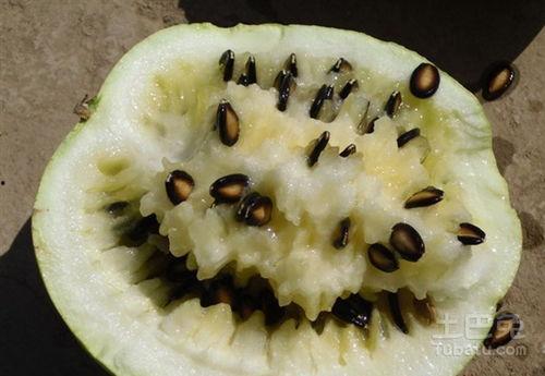 空腹吃籽瓜,营养与健康的完美结合