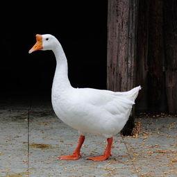 圈内吃瓜鹅视频,娱乐圈幕后故事大曝光