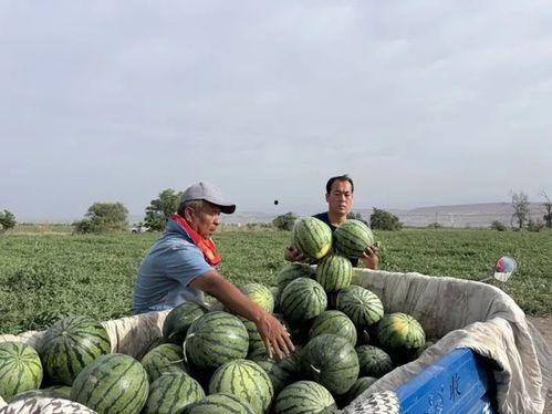 徐水 吃瓜,揭秘吃瓜群众的狂欢盛宴