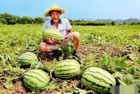 瓜农海外吃瓜,异国他乡吃瓜记