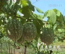 吊瓜怎么吃不麻,轻松告别麻感体验