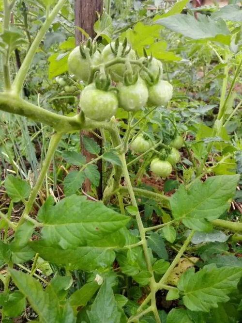 山崴吃瓜,探寻乡村美食的魅力之旅