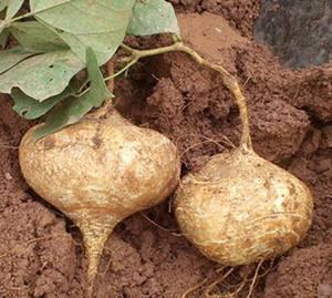 怀孕可以吃土瓜嘛,土瓜在孕期是否适宜食用