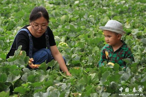 秦安吃瓜校长,揭秘校园里的麻辣烫事件