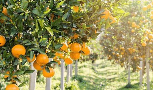 漳州柑仔街吃瓜,瓜果飘香，品味古街风情