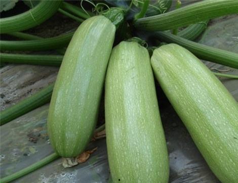 痛风可以吃附瓜