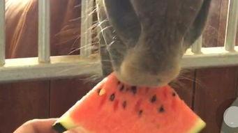 拍吃瓜的视频,跟随拍吃瓜视频，一探明星幕后生活