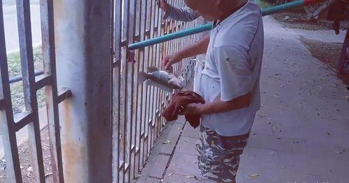 吃瓜铁栏杆,揭秘吃瓜铁栏杆背后的故事与真相